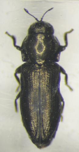 Aphanisticus pygmaeus